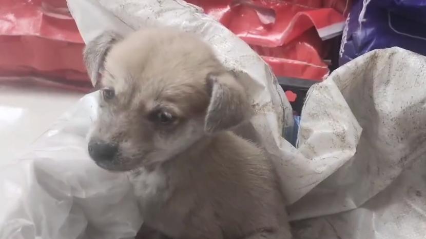 犬瘟、细小加冠状，仅两个月的小奶狗被救助后，在宠物医院里默默流泪