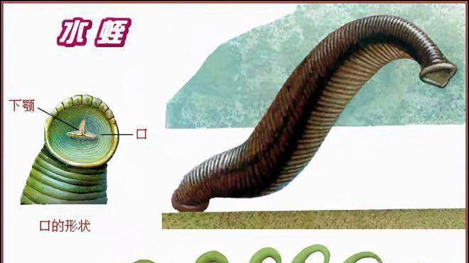 骨质增生|蚂蟥为什么遇盐就化为一滩血水？它能在我们体内生存吗？