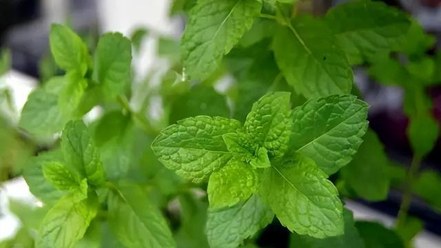 面条|5种香草盆栽，养在厨房的窗台上，好看、好闻、好吃还不占地方