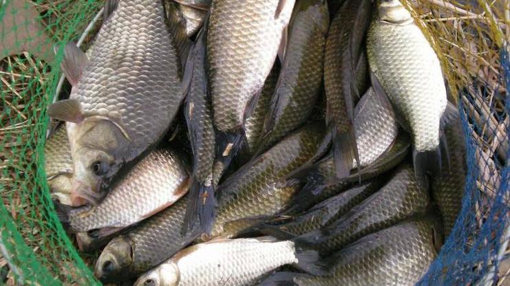 |选对春钓的天气和时间段！让你“狂拉”到手软