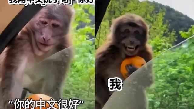 这是风水轮流转？外国人用“梗图”抱怨中文难学，看后笑到脸抽筋