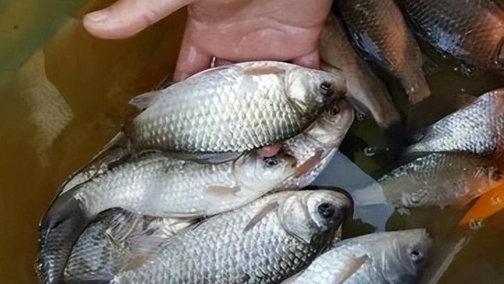 文物|温度升高后，大鲫鱼都藏起来了？三个改变让垂钓渔获量大大提升