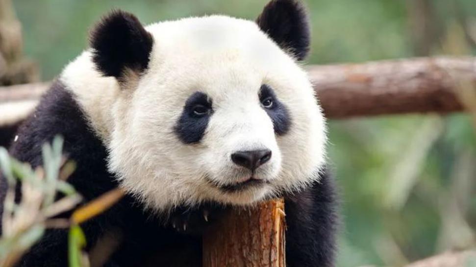 大熊猫告诉你：吃素为啥也能胖？吃草的牛也能长肌肉