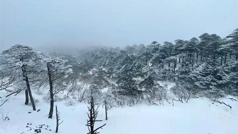 清明节|清明遇上苍山雪 山巅美景引客来！