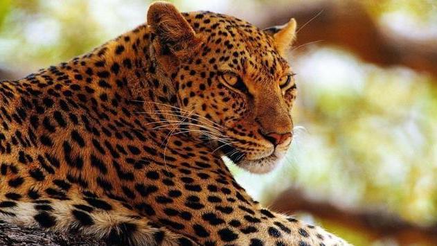 真实存在的黑豹，为什么出现在马来西亚？是什么原因造成的？