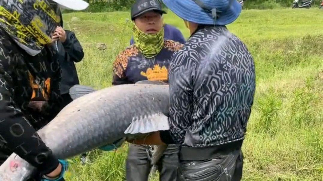 清明节|罕见！湖北举水河百斤青鱼王被人钓上岸，他的选择赢得网友好评