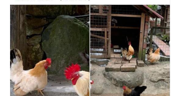 小S|小S遭汪小菲怒骂后，宣布取消发布会，老公发声力挺：她智慧高如佛祖