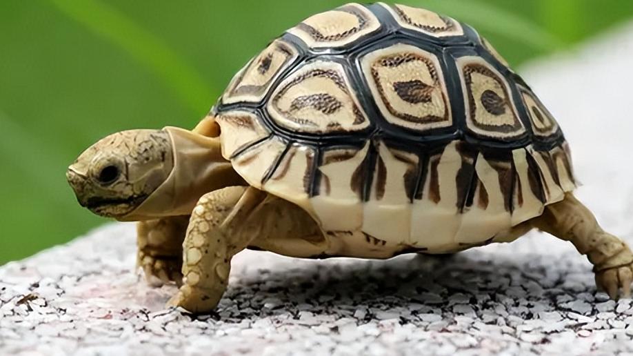 鹦鹉|甄嬛传：甄嬛养鹦鹉皇后养猫，敬妃却养乌龟，这里面有何奇趣？