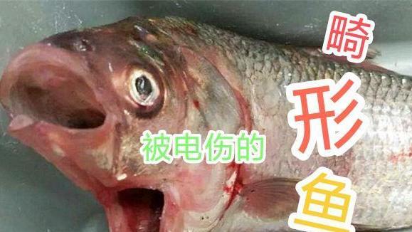 |畸形鱼真的是被电伤的？当知道真相后，你再也不会去吃它