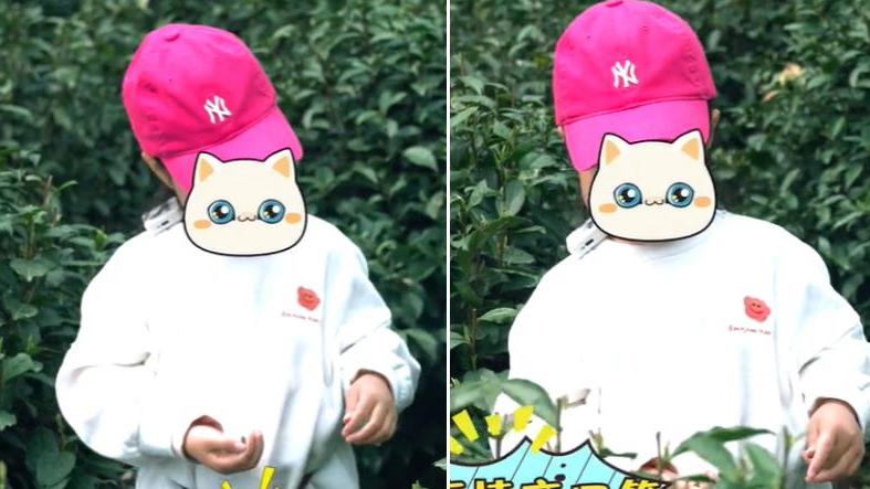 杨紫|朱丹素颜带女儿采茶！腰挂一个大竹筐接地气，头上一顶帽子超9千