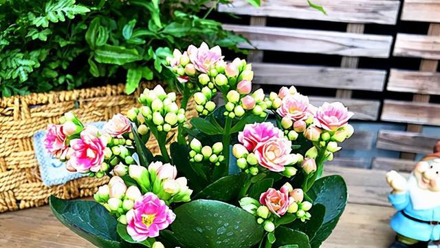 卧室再小，也要养盆“它”，吸收废气，释放氧气，还能帮助睡眠