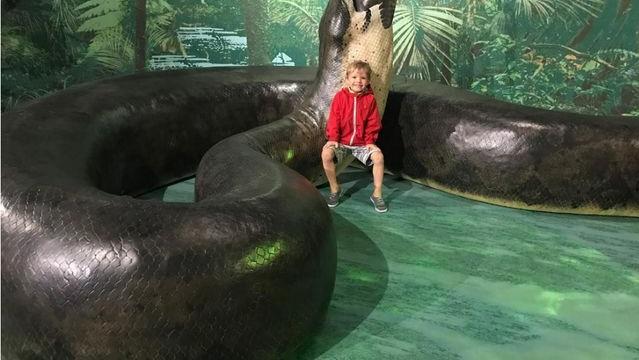 世界上体型最大的蛇有多大? 这种蛇重约1吨, 以巨鳄、巨龟为食