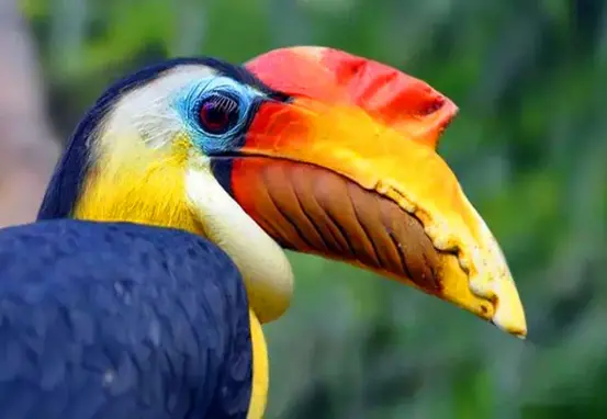 象牙|脑袋被人惦记的盔犀鸟，头骨比象牙还要昂贵3倍