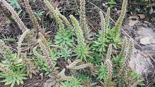 这种“野草”看似不起眼，实则价值高，遇到请珍惜，一斤能卖60块