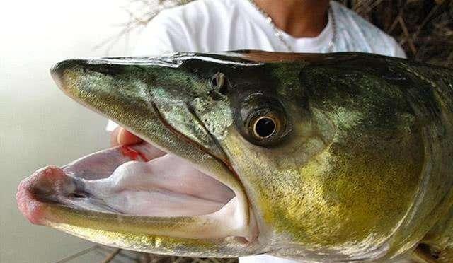 |安徽河道“鳡鱼王”被人钓上岸，拍照留念就放了，却因放生惹争议