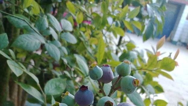 阳台也能结果的果树，春天养一棵，果子挂满枝头，吃到爽