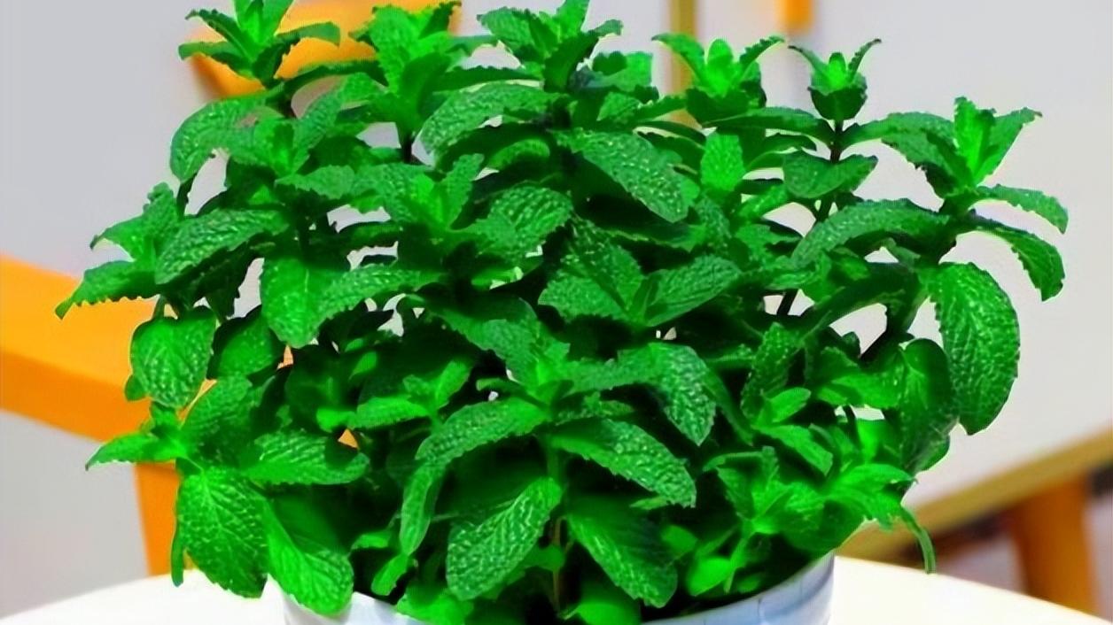 妈妈在卧室摆了一盆小绿植，蚊虫都不敢进来，还能睡个安稳觉