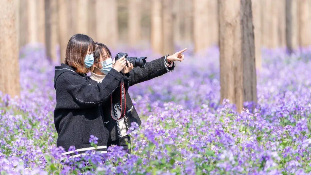森林公园|「云赏花」跟着镜头一起享受东平国家森林公园的明媚春光