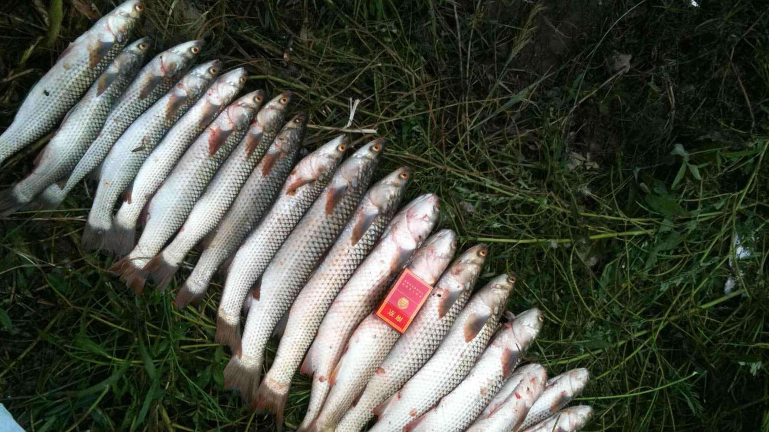 海钓|六月开始钓鲻鱼，有哪些垂钓技巧？钓鲻鱼的4个窍门