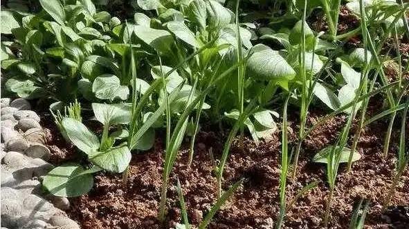 房子刚装修好，机智的老婆把阳台装修成菜园，搞得邻居都模仿