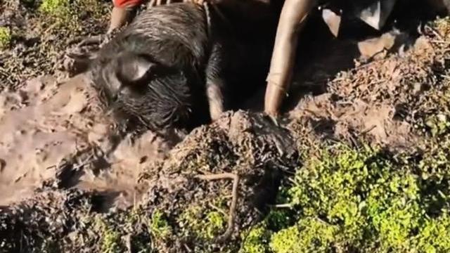 野猪|野猪跑进农场，两女子毫不畏惧，武斗野猪