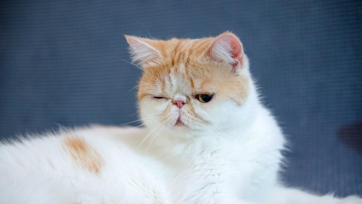 为啥我家的猫怎么喂都长不胖？