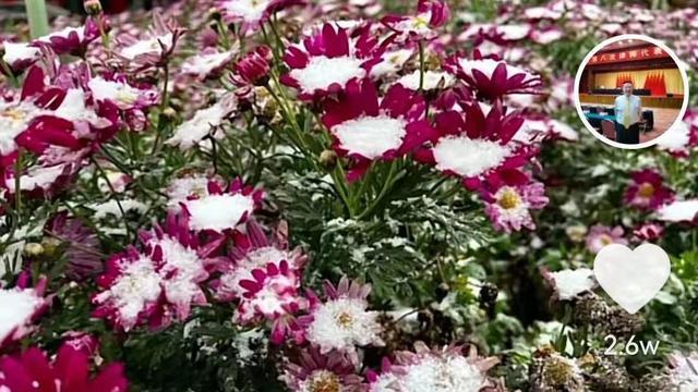 律师|潘克：往前走必有曙光！李圣直播喝椰汁，谢律师输掉官司才显正义