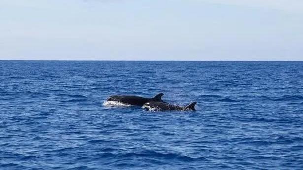 南海海域首次发现伪虎鲸群体，外形和虎鲸很相似，体色完全不一样