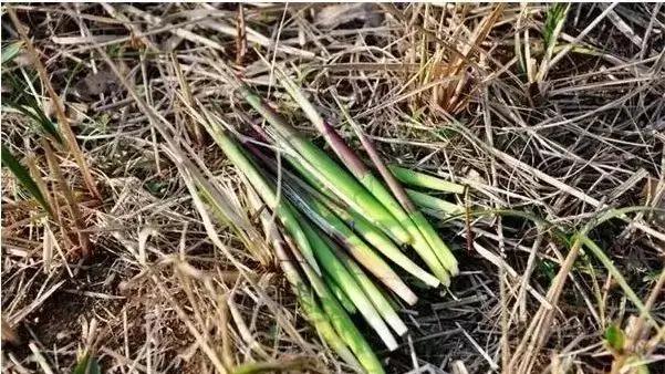 凉拌菜|曾是春分节气难得的美食，如今很多人却不认识，看看都是啥？