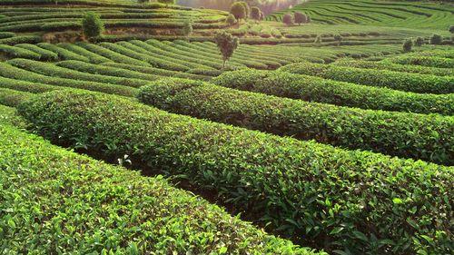 古镇|茶文化对旅游休闲教育的影响