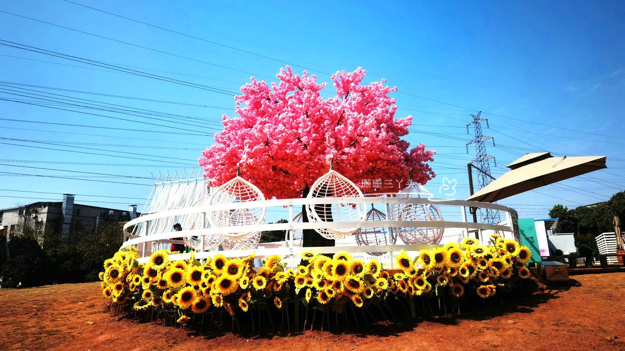 杭州|广州地铁旁的这个“都市农园”，樱花正在热情绽放，游客：浪漫啊