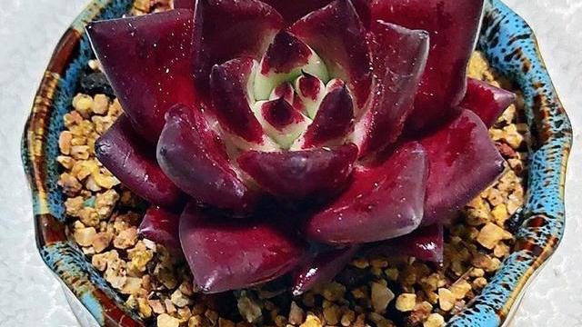 室内想要养好多肉，补光灯必不可少，是真的吗？