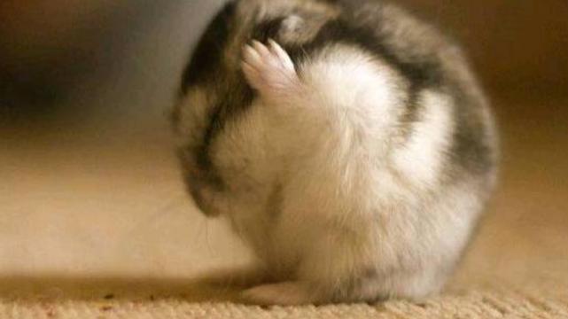 运势|1月19号到1月31号，生肖鼠运势红红火火，事业运上涨发大财