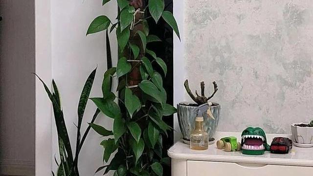 8种能吸甲醛的花，好养漂亮，家里至少放一盆！