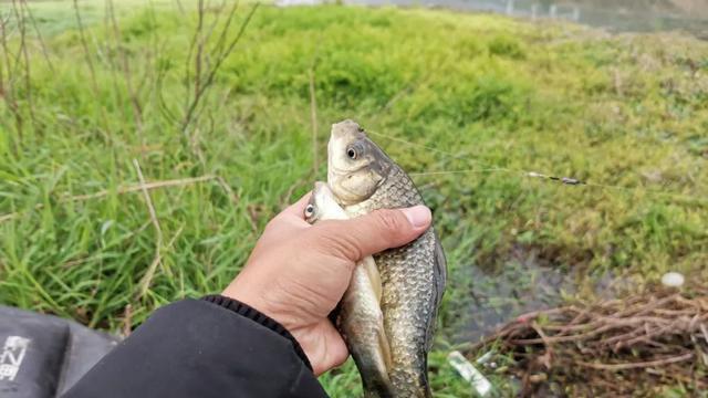 食客|别再眼馋别人的鱼获，做好这5点，包你摆脱十钓九空的窘境