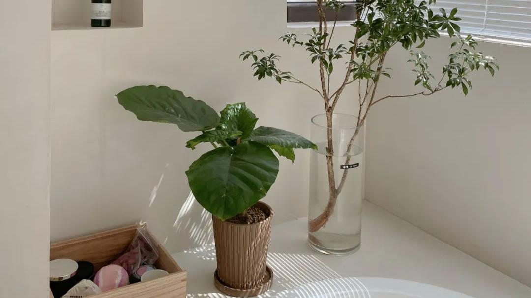 邻居都羡慕哭了，她家绝美卫生间，到底赢在哪里？