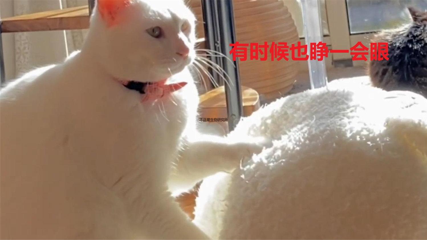 温煦的阳光下，喵星人专注于踩奶，宛如散发着圣光的按摩之神