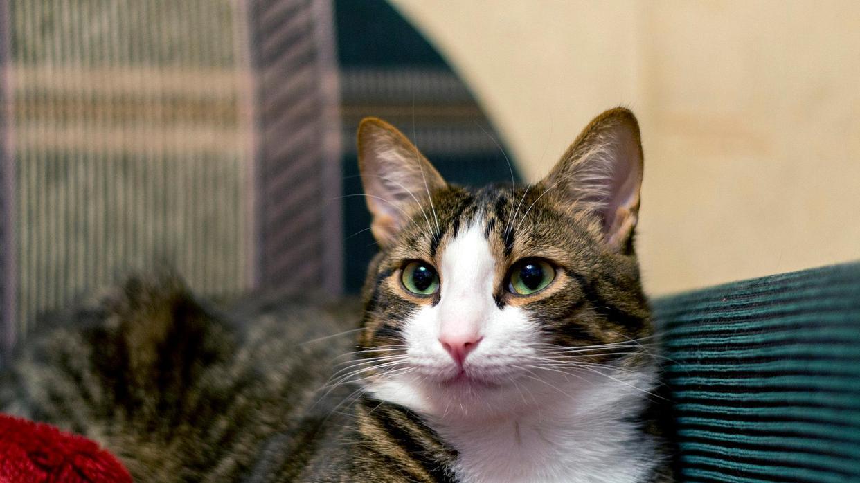 让家长闻之丧胆的猫疾病猫瘟，如何预防猫瘟，猫瘟的症状是什么？