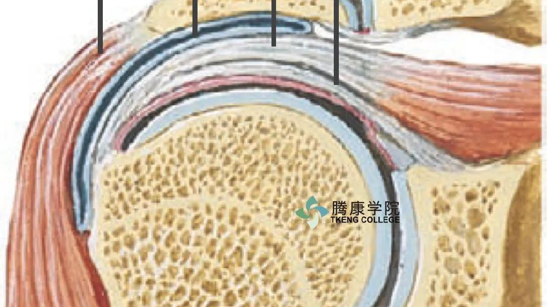 脑梗|太重要！很多人都不知道，第二肩关节是什么？