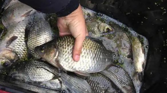 春分|春分之后钓鲫鱼，选对3大“爆护型”天气，遇上了别错过