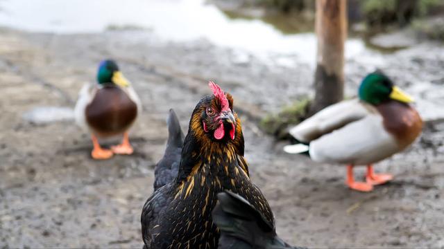 鸡蛋|「同款妈妈」造就的“童年忧伤”：牛奶鸡蛋必须每天吃