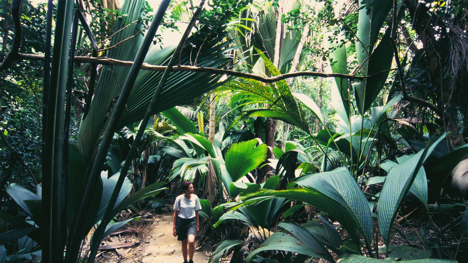 塞舌尔|非洲岛国塞舌尔，对中国人免签，椰子长得像屁屁，风景美得像童话