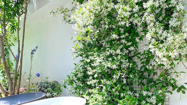 春天来了，把阳台打造成花园吧！