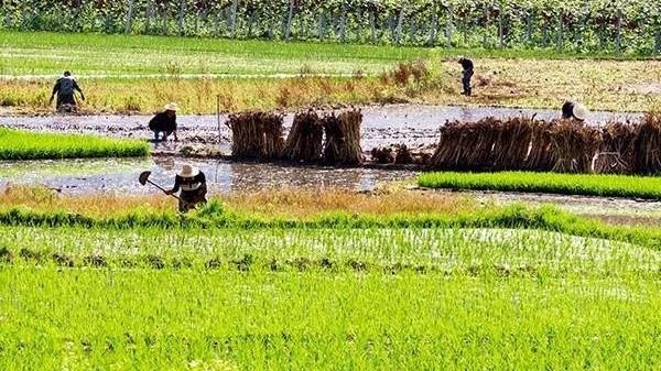 蚕豆|立夏是夏天到来的意思吗？立夏食俗南北有何不同？