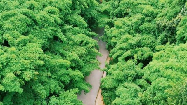 客服|10万亩竹林，藏着全球第一座双层高空全景走廊，就在成都