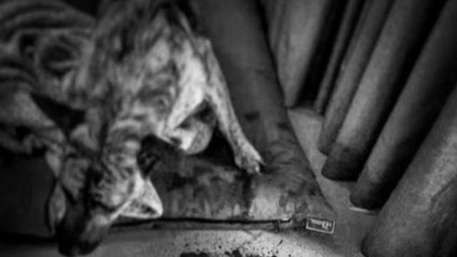 曹格|香港女星被大狗咬伤后，先后做了四次手术，大狗主人拒绝承担责任