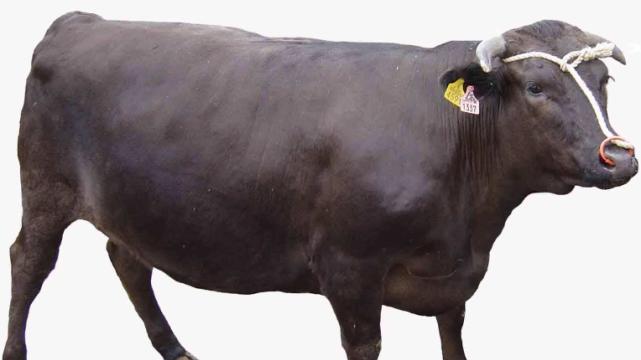 属牛|吉兆将至好运抵达，属牛人成为幸运的宠儿，迎来福气好时光