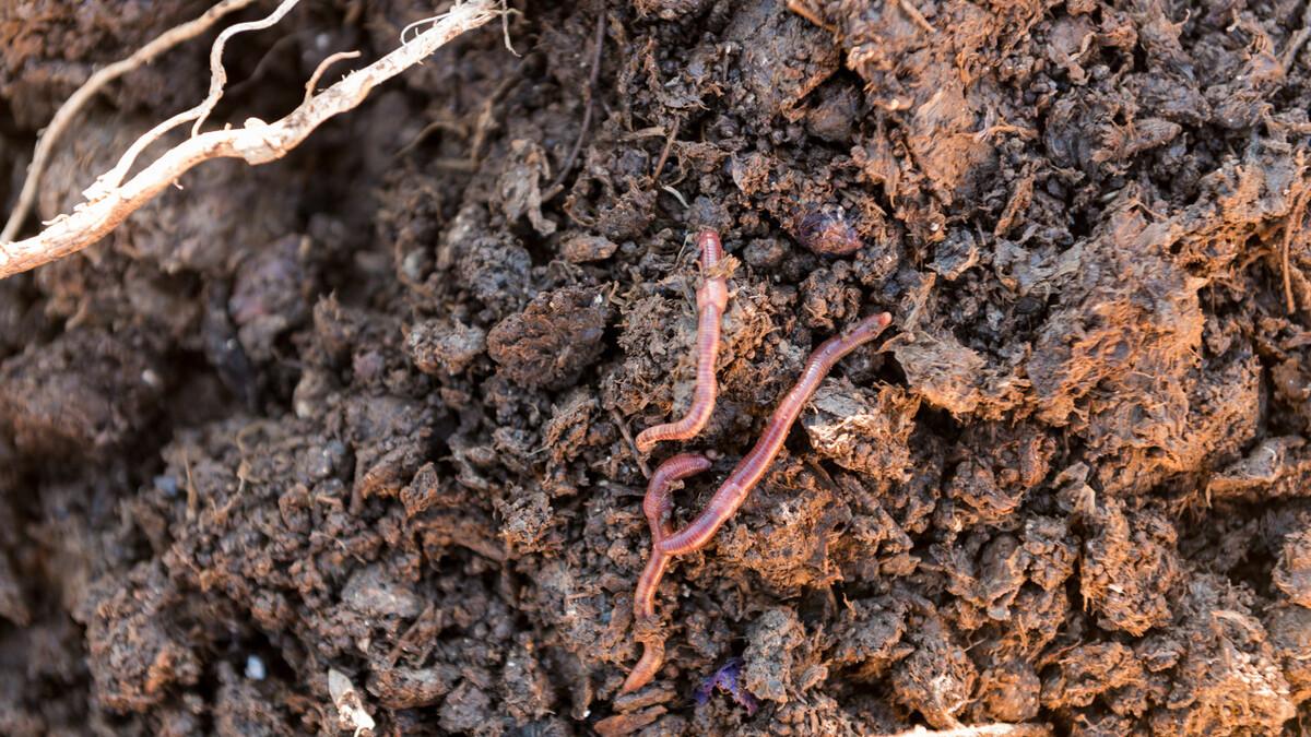 红薯|害怕蚯蚓？其实是活血化瘀，利尿消肿的良药，快点收藏吧