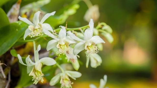 血糖|天然“胰岛素”找到，喝水时泡上点，或许助血糖平稳，预防并发症