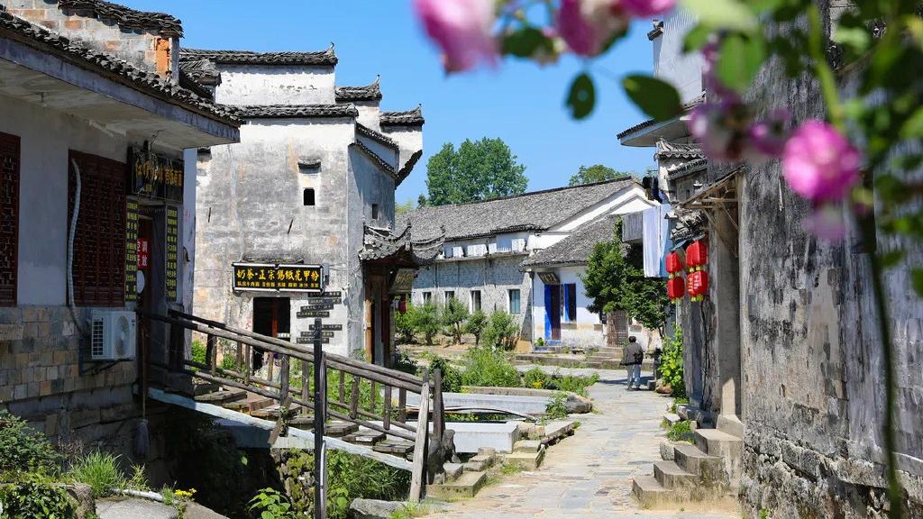 黟县|初夏的黟县屏山村，小桥流水、满墙蔷薇，美丽如画。